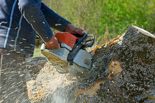 Reliable Kenly, NC Tree Service Solutions